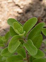 Marjolaine, Origanum majorana (2) (Photo F. Mrugala)